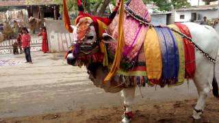 ongole bulls devotional game show on sankranti festival