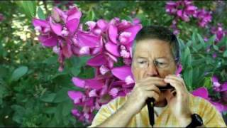 HARMONICA " Un été de Porcelaine " Mort SHUMAN