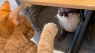 カワウソさくら 上から煽るカワウソにクソ雑魚パンチを繰り出す猫 provocative otter and a cat with a weak punch