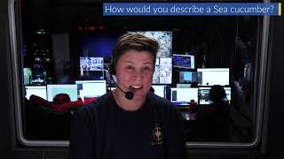 Studying Deep Sea Sea Cucumbers on E/V Nautilus | Nautilus Live