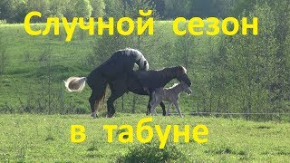 Воспроизводство в табуне. Преимущества и возможные "минусы".