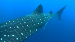 Морские приключения-красивое видео с разными морскими обитателями