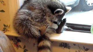 raccoon using belly button as pacifier