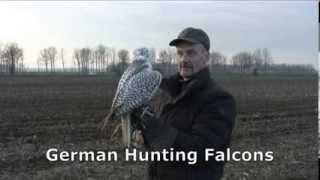 Beizjagd mit Gerfalke auf Möwen Falcon Hunting on gull