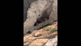 野生のイノシンとウリ坊親子a wild boar