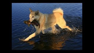 Лайки ловят рыбу/Камчатка/
