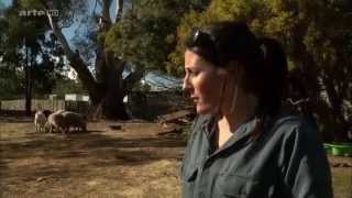 ARTE - 360 Geo Reportage Tasmanischer Teufel