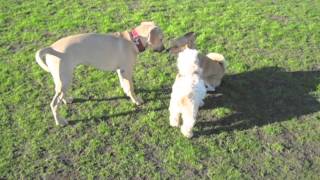 Little White Dancing Bear - Cracus