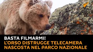 Basta filmarmi! L’#Orso distrugge telecamera nascosta nel parco nazionale