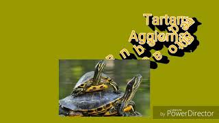 Tartarughe d'acqua: aggiornamento acquario?
