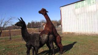 llama and alpaca walk as they 'mate' Addie Acres