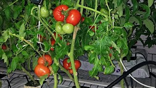 Оранжерея выращивание помидор