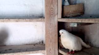 Чистокровные Крюковские голуби с Крюкова