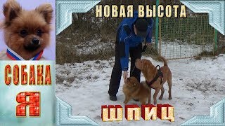 Берем Новую Высоту. Немецкий Шпиц (Чипа). Тренеровка на улице.
