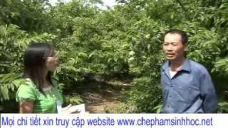 không cần phun thuốc bảo vệ thực vật, trái cây vẫn an toàn trước sâu bọ