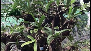 Vườn Lan Rừng lớn lớn nhất Tỉnh Kon Tum * Biggest Orchid Garden in Kon Tum Province,  Viet Nam