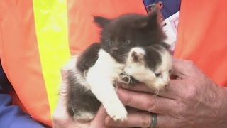 Volunteers rescue pets and livestock left after California wildfires