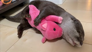 カワウソさくら お気にのぬいぐるみを抱くために盗みを働いていたカワウソ otter who was stealing to hold a stuffed animal you like