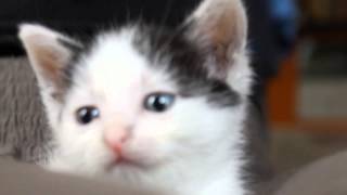 Sweetie Kitty - Blue