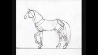 Horse anatomy drawing
