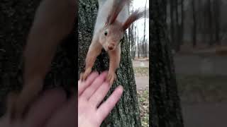 Неопытная белка / Inexperienced squirrel