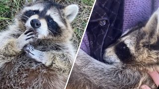 Mom rejects wobbly raccoon. He ends up discovering human kindness.