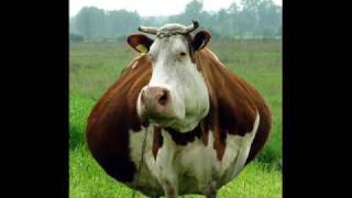 i am cow song