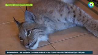 Москвичка с маленьким ребенком завела дома рысь