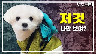 산책중 허공을 보는 강아지, 귀신을 보는 걸까요? | [도그로그] | [ENG SUB] Why did the puppy look at one place?