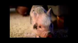Echo the Hyper Mini Pig Playing
