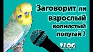 ? ✉ Можно ли научить говорить взрослого волнистого попугая?