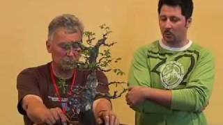 Walter Pall bonsai demo: Carpinus orientalis - part 4/4