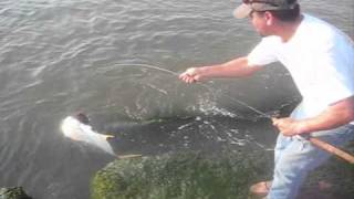Big Jack fish in Galveston, Tx, Jetties