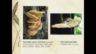 Грибы-паразиты