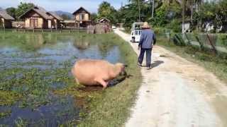 Буйвол в Gemalai Village (Langkawi, Malaysia)