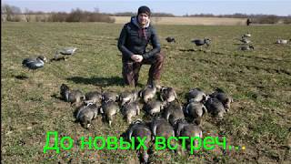 Охота на гусей 2019 Беларусь/Goose Hunting 2019 Belarus