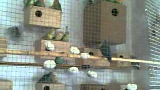 AVIARIO DE AGAPORNIS