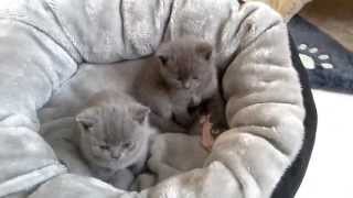 British Shorthair Blue Kittens - 1 month
