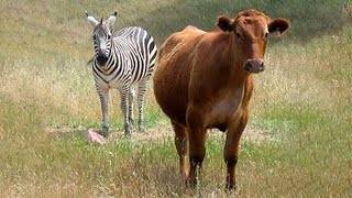 Zebra and Cow Meet 2019