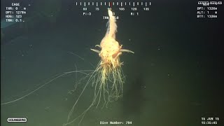 Watch rare video of a 'flying spaghetti monster'