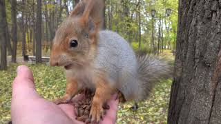 Длинноухий, Тот Самый бельчонок и другие белки / Long-eared, The Same squirrel and other squirrels