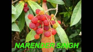 NEW GARHWALI SONGS JUNE 2011 BY NARENDER SINGH +919891125195