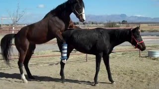 HORSE  Love