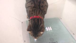 My cat Tuco fetching 3D printed bolts
