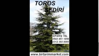 Toros sediri tohumu satis,çam tohumu fiyat,Toros sediri tohumları,Toros sediri fidanı, Toros sediri
