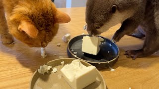 カワウソは豆腐は木綿と絹、どっちが好きか！？ Do otter prefer cotton or silk tofu?
