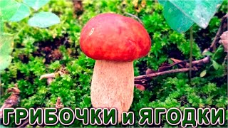 ЗИМА БЛИЗКО грибы и ягоды заГотовлю ТОЛЬКО ТАК !!