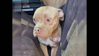 Freedom Ride for Sissy- NYBC Texas December 2019