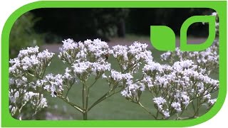 Valeriana officinalis - Baldrian