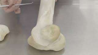 Ungulate Bone Tutorial: Femur & Patella - Equine & Bovine